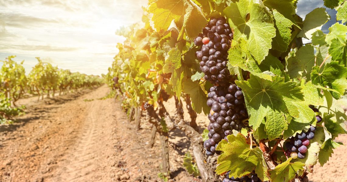 Verde Valley Vineyards scaled